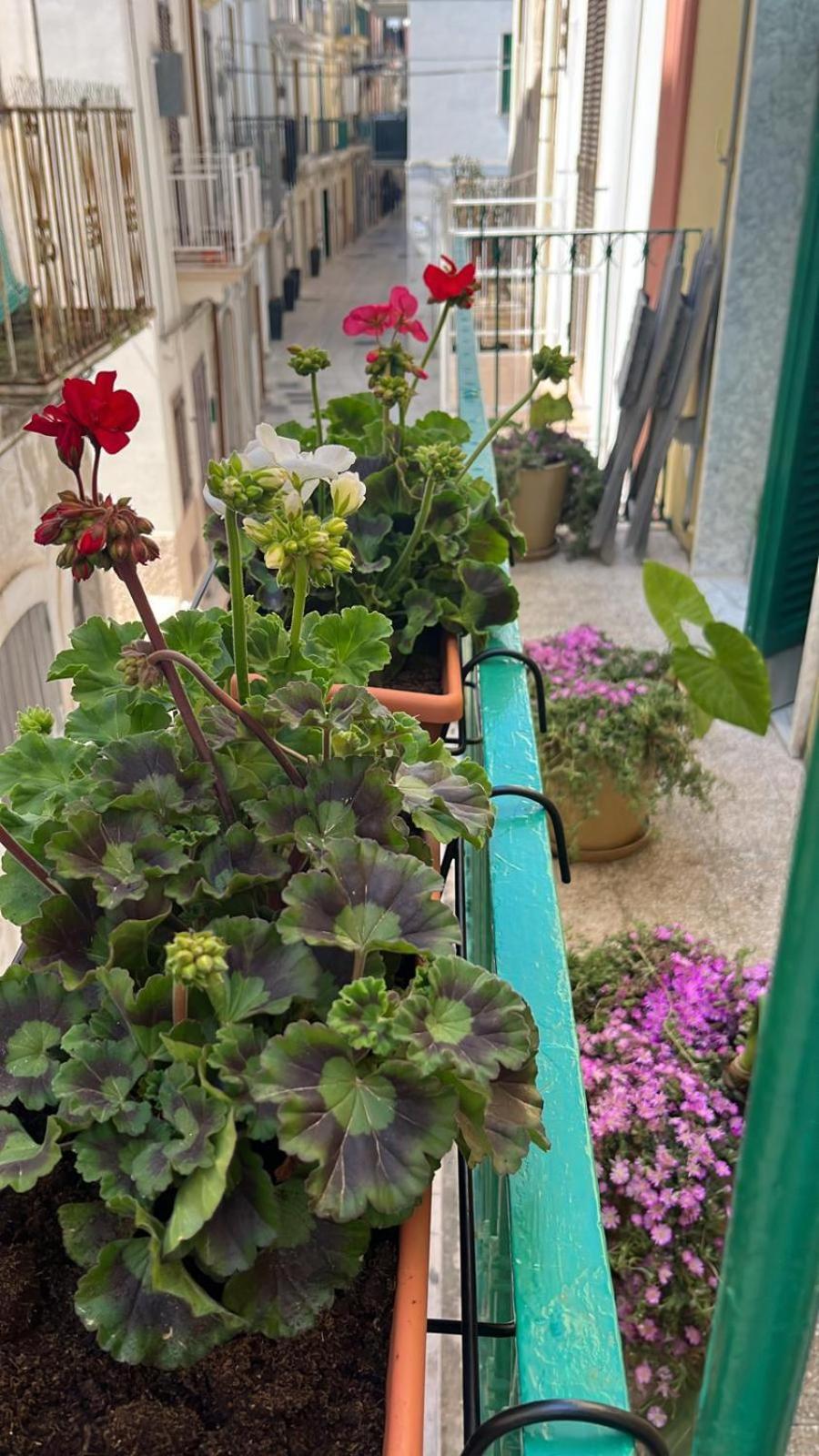 Villa La Casa di Nonna Sisina Mola di Bari Esterno foto